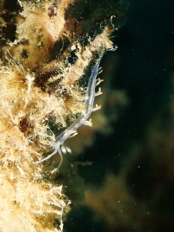 Flabellina bicolor