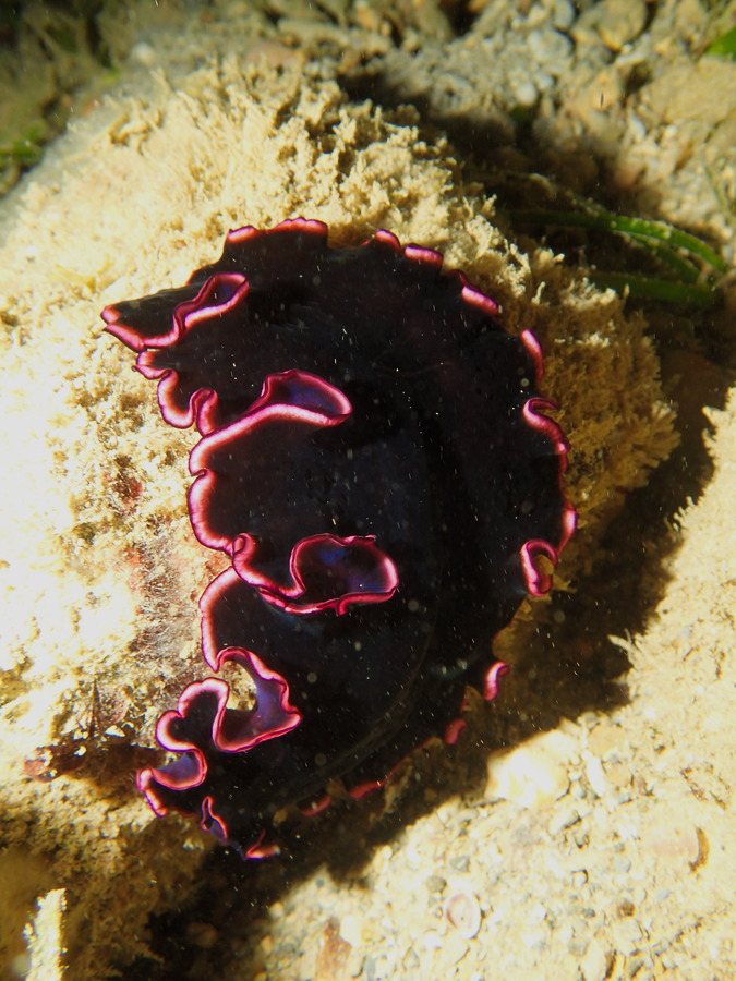 Pseudobiceros gloriosus