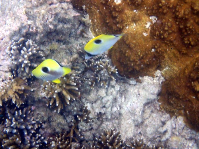 Chaetodon unimaculatus