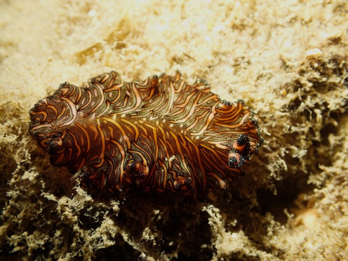 Pseudobiceros bedfordi
