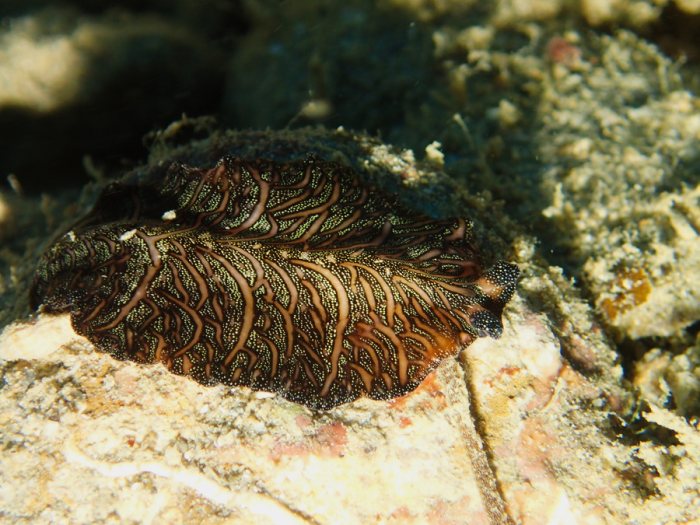 Pseudobiceros bedfordi