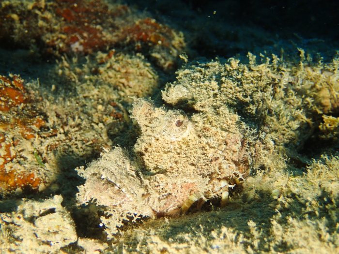 Inimicus caledonicus