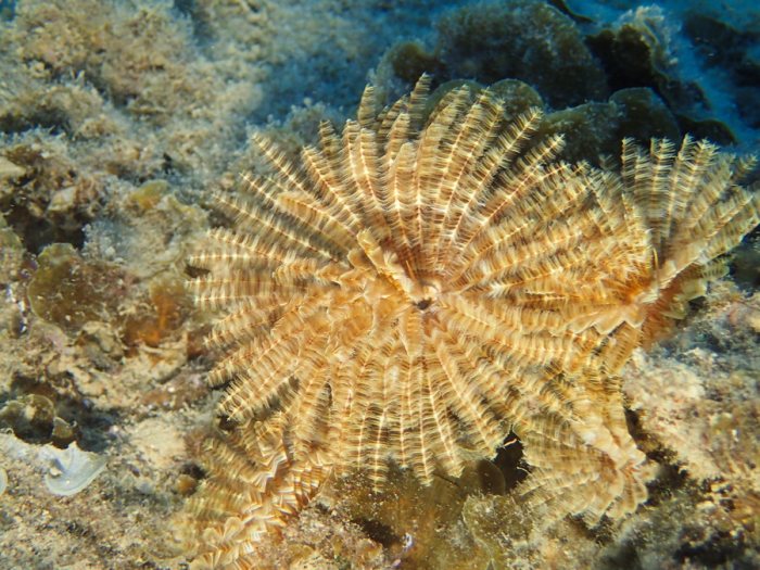 Sabellastarte sp.