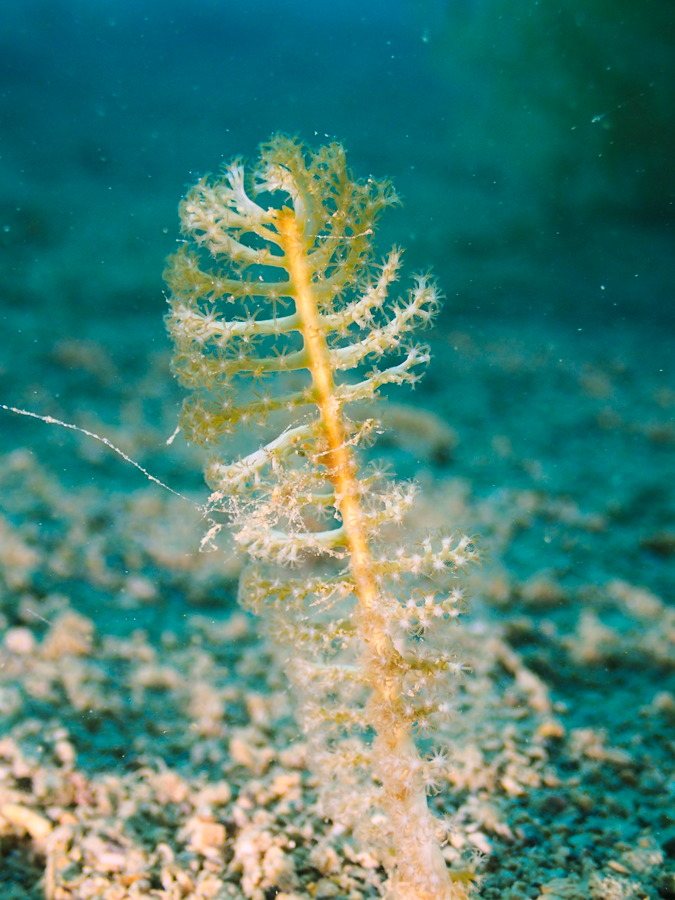 Pennatules