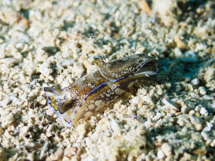 Philinopsis cyanea