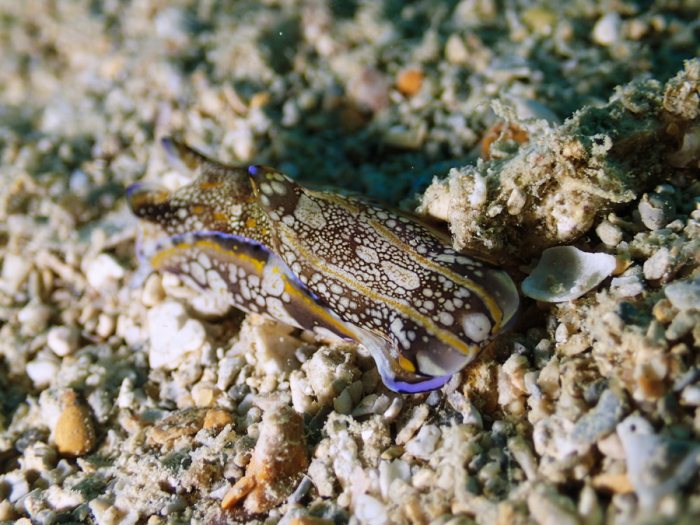 Philinopsis cyanea
