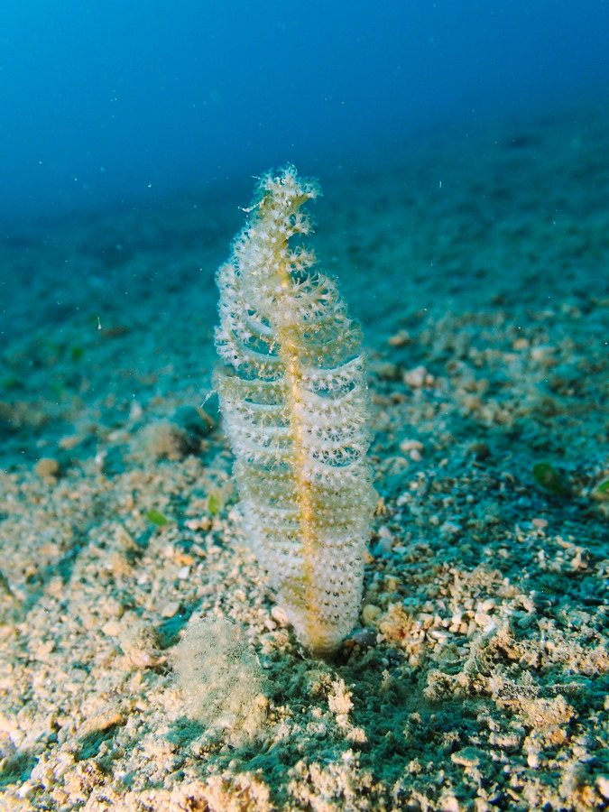 Pennatules