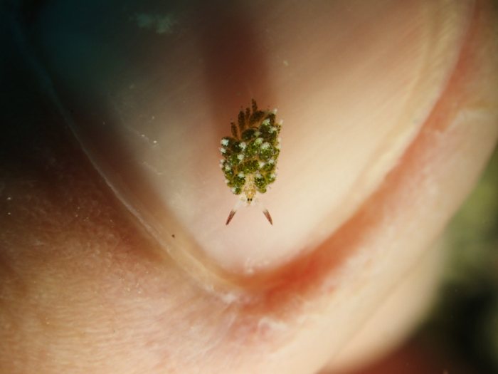 Costasiella sp2