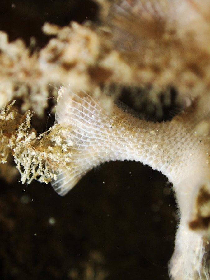 Bryozoaires encroûtants