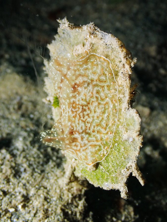 Coeloplana (Benthoplana) meteoris