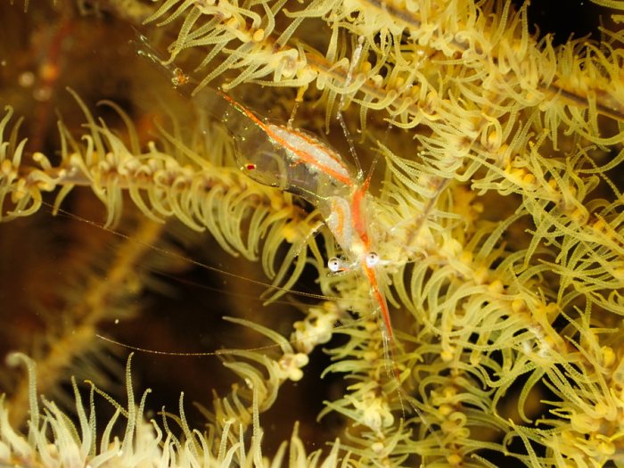 Crevette