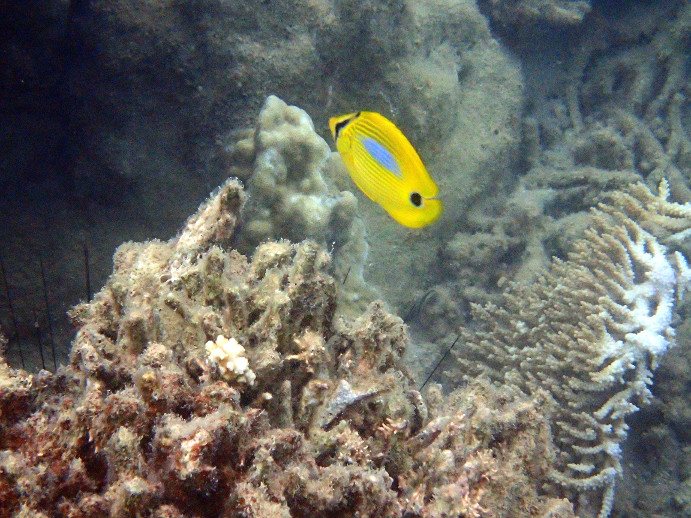 Chaetodon plebeius