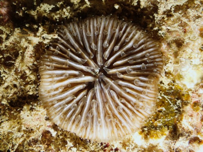 Cnidaires