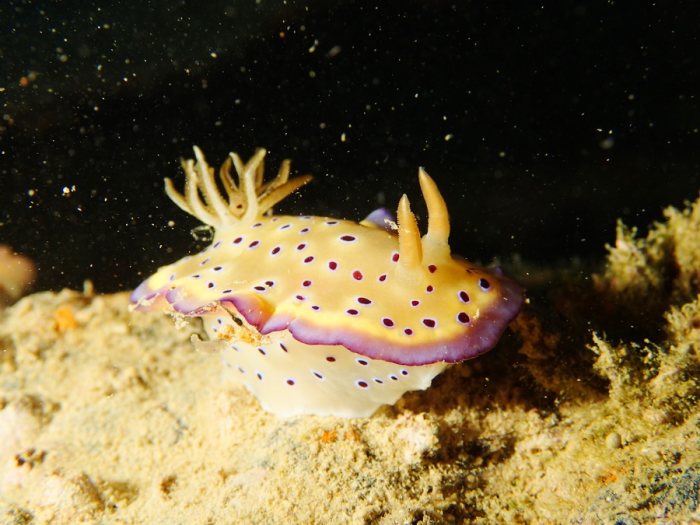 Goniobranchus kuniei