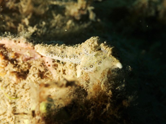 Plakobranchus ocellatus