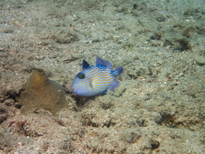 Pseudobalistes fuscus