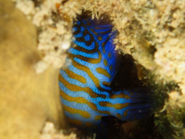 Pseudobalistes fuscus