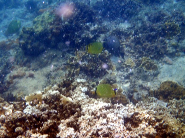 Chaetodon rafflesi