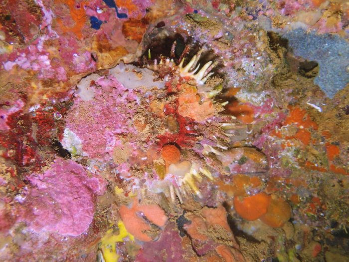 Bivalve
