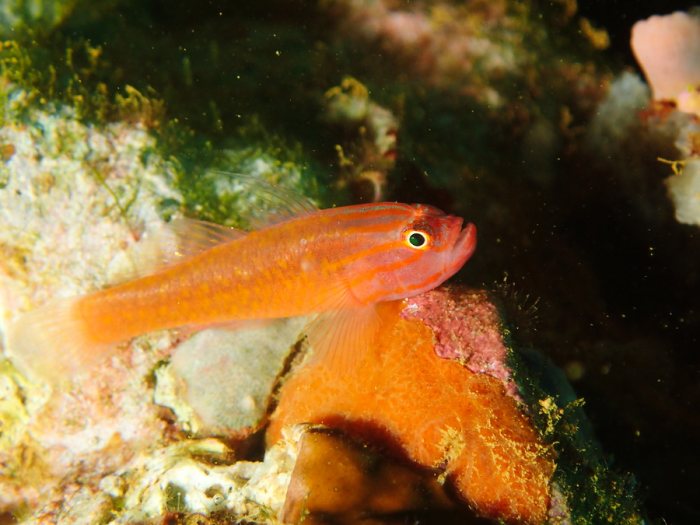 Poissons osseux