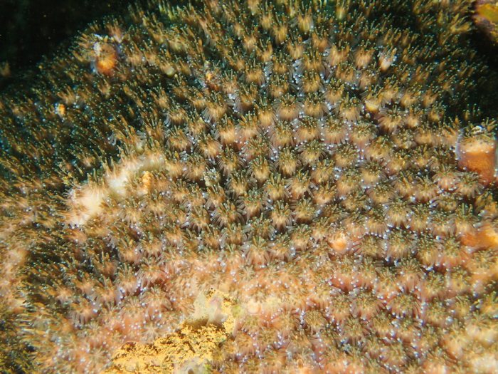 Cnidaires