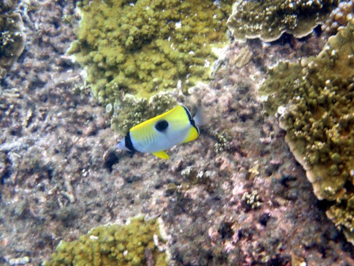 Chaetodon unimaculatus