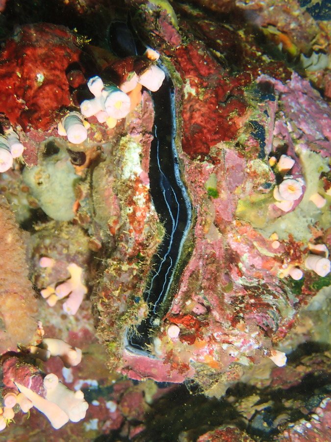 Bivalve
