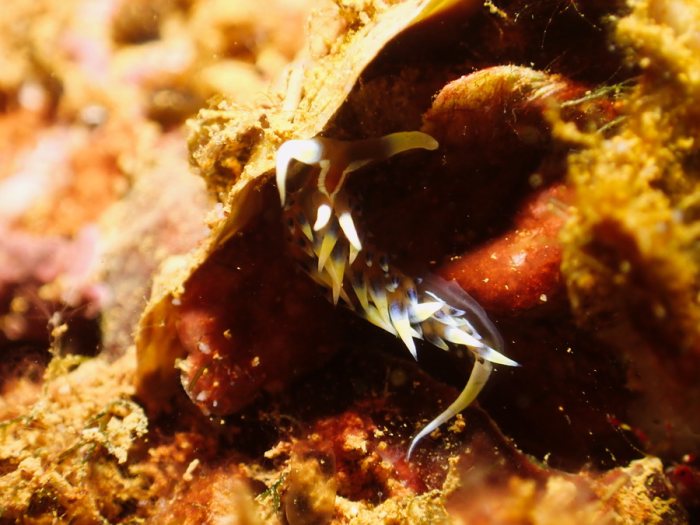 Phidiana indica