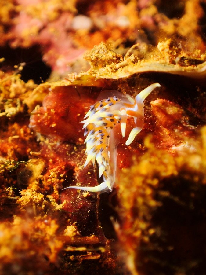 Phidiana indica