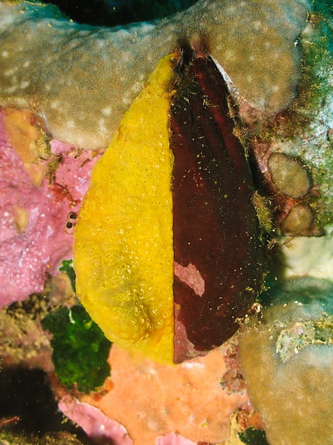 Bivalve