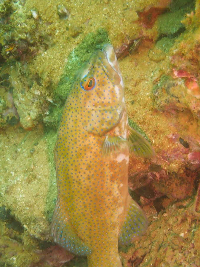Poissons osseux