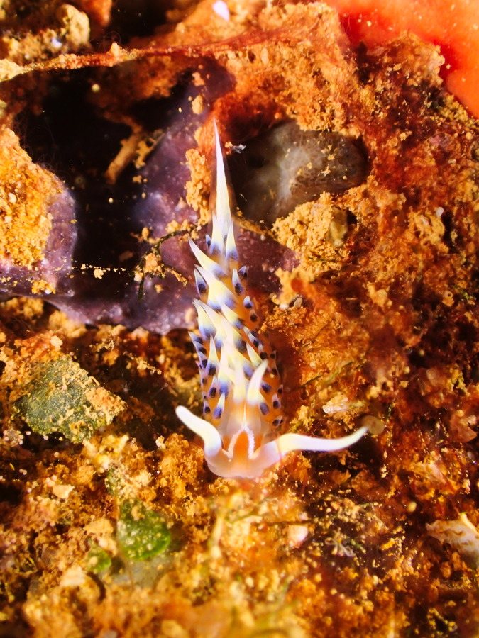 Phidiana indica