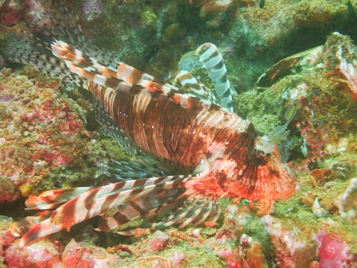 Poisson-scorpion