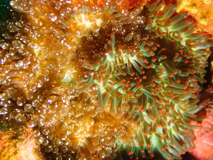 Anémone de mer