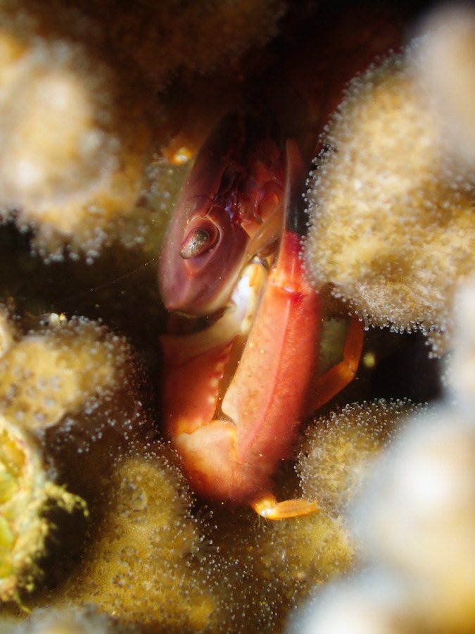 Crabe
