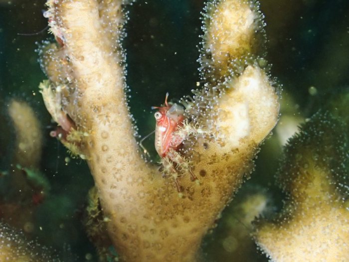 Crabe