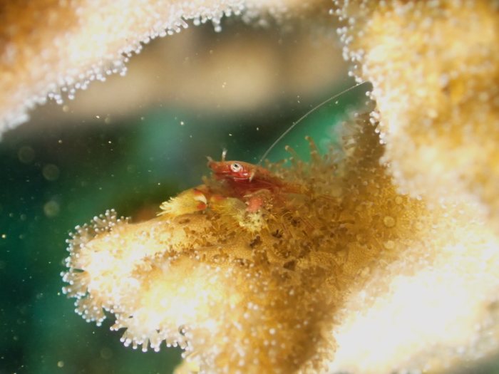 Crabe