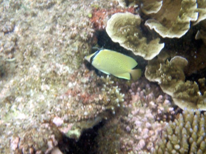 Chaetodon citrinellus