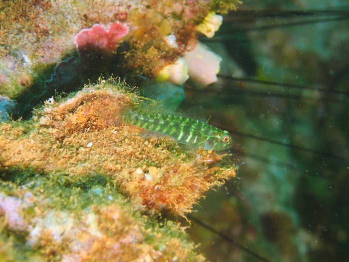 Poissons osseux