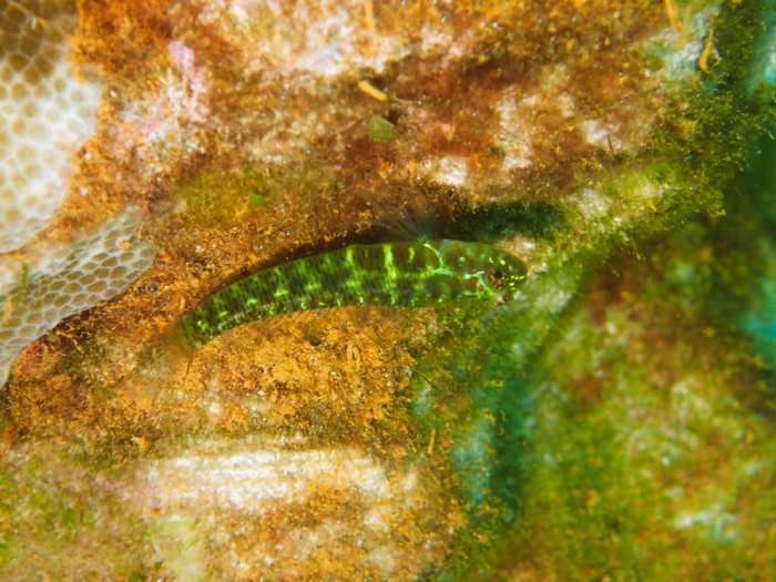 Poissons osseux