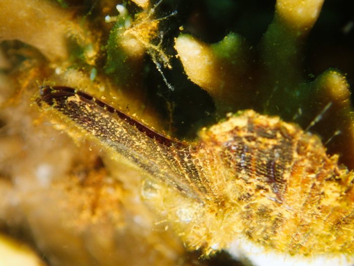 Bivalve