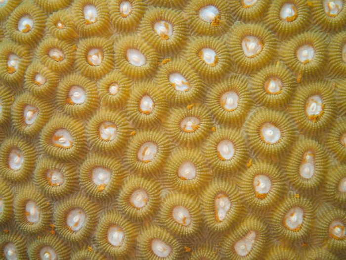 Cnidaires