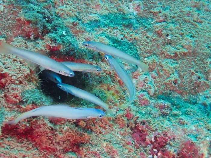 Ptereleotris microlepis