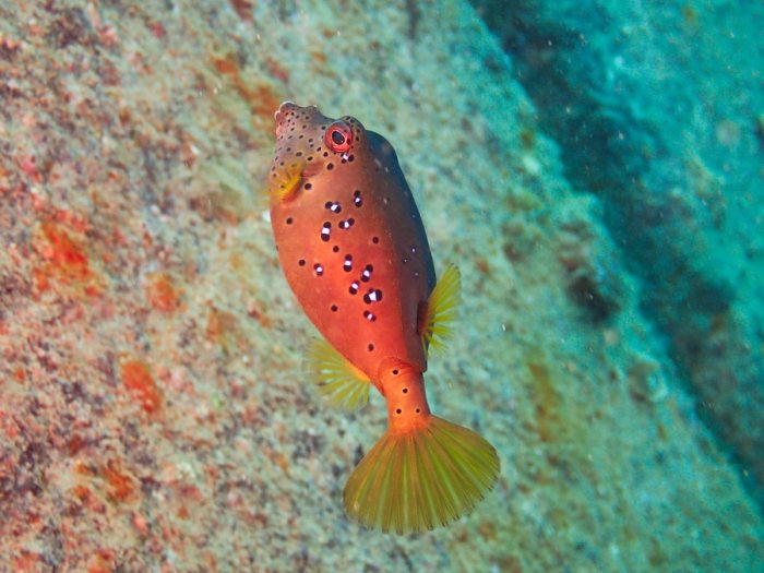 Ostracion cubicus