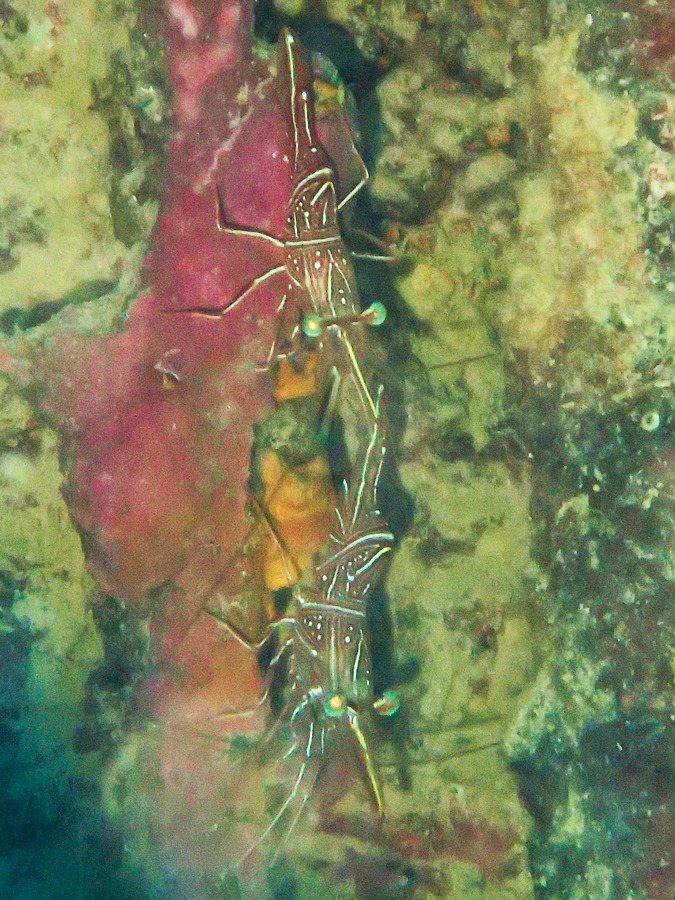 Rhynchocinetes durbanensis