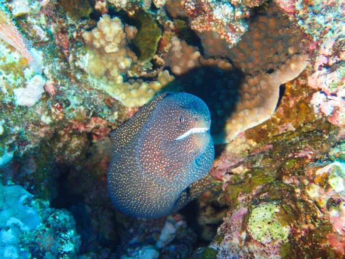 Gymnothorax meleagris
