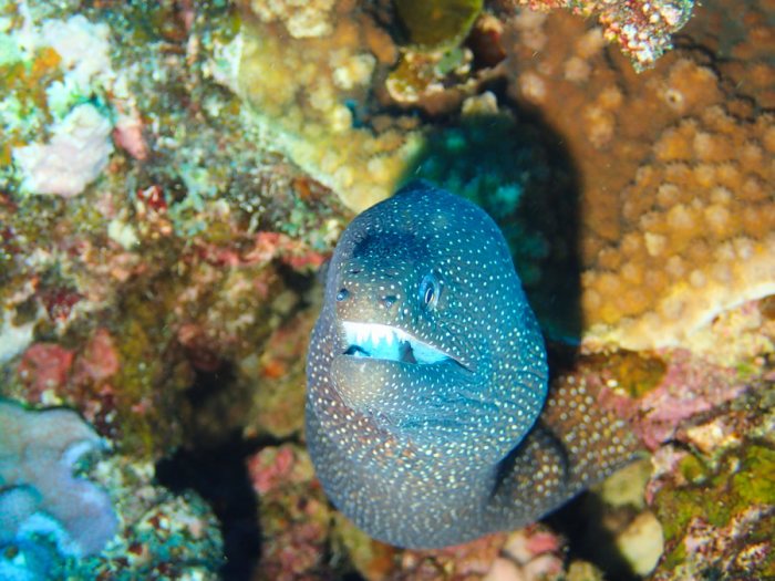 Gymnothorax meleagris
