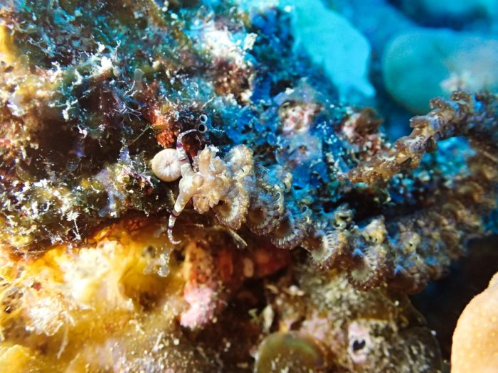 Pteraeolidia ianthina