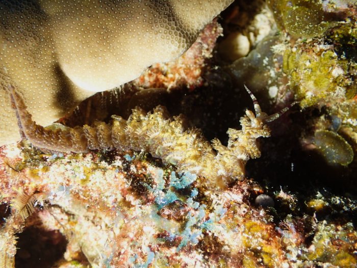 Pteraeolidia ianthina