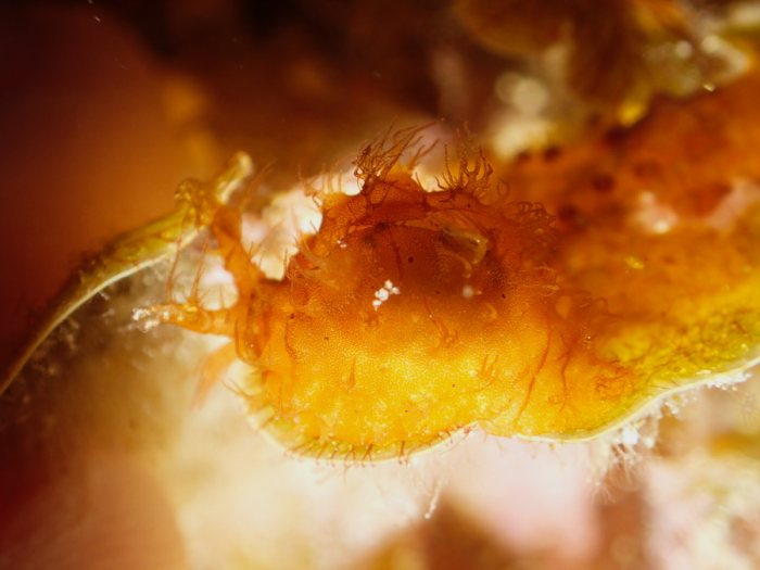 Nudibranche